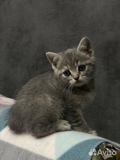 Британские котята