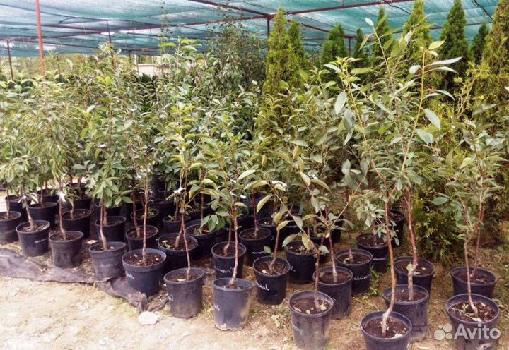 Груша, алыча, слива, персик, абрикос