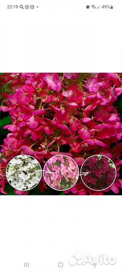 Вимс Ред гортензия метельчатая