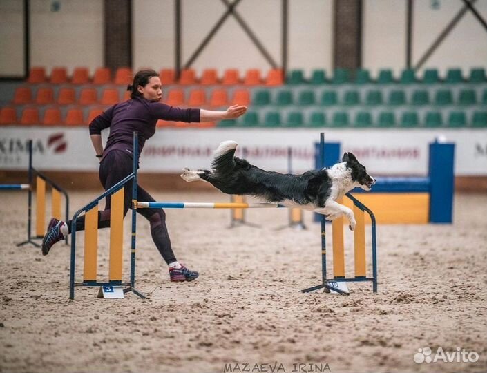 Дрессировка собак