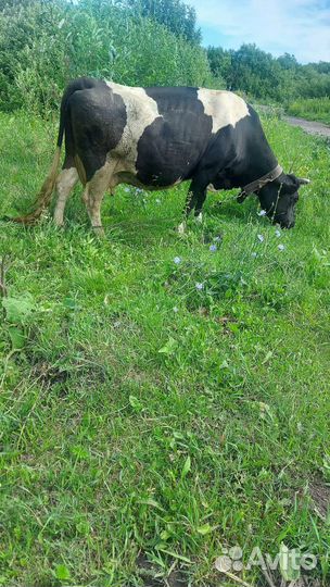 Корова стельная дойная