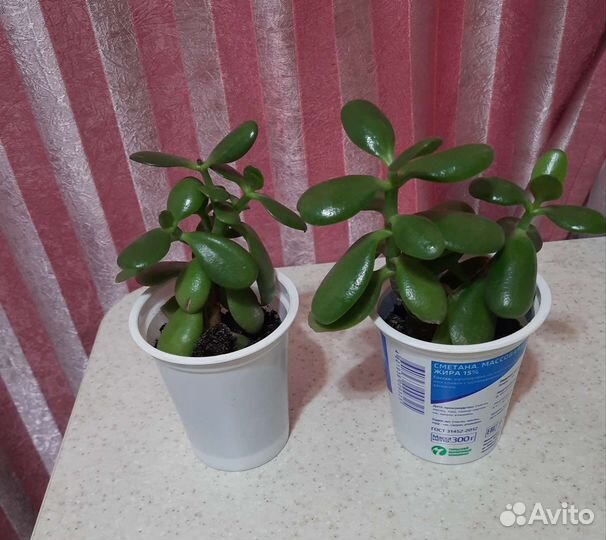 Толстянка. Денежное дерево