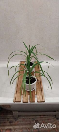 Пальма Панданус