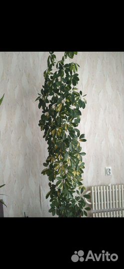 Шефлера вариегатная огромная