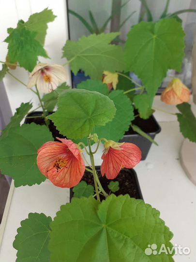 Абутилон органза комнатный клен