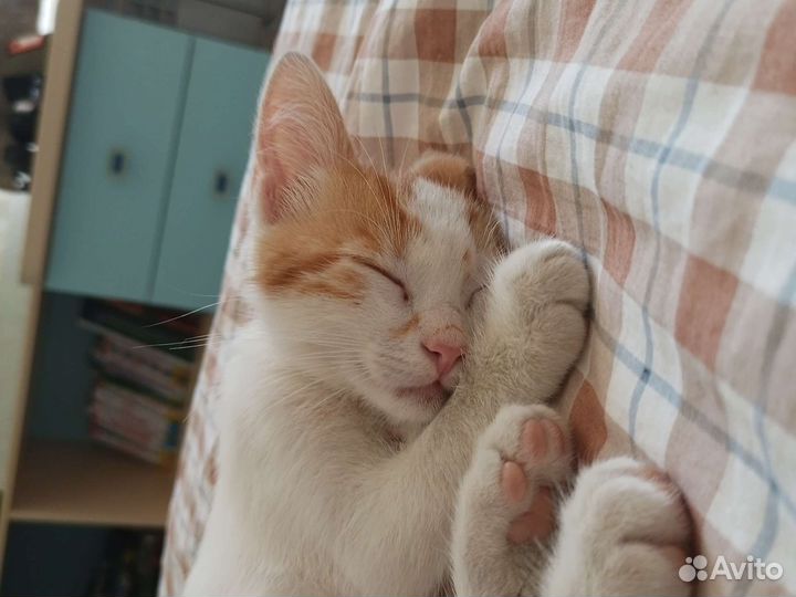 Турецкий ван