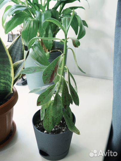 Синадениум рубра