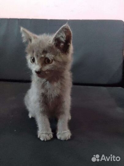 Отдам в хорошие руки