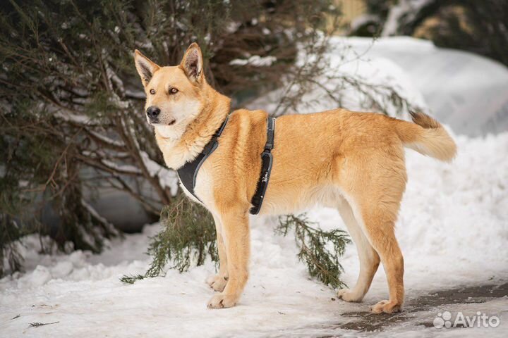 Большунов. Нуждается в своём человеке
