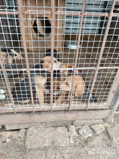 Щенки русской гончей