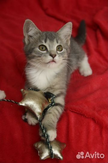 Котенок Мирон