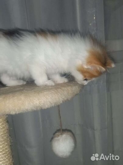 Кошка в дар