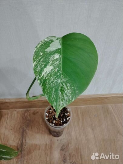 Монстера Альба Вариегатная