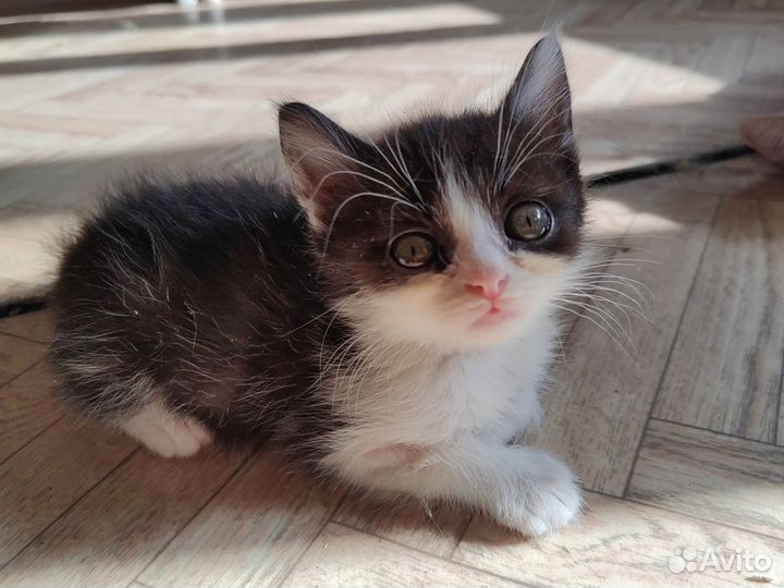 Котенок - девочка, очень ласковая