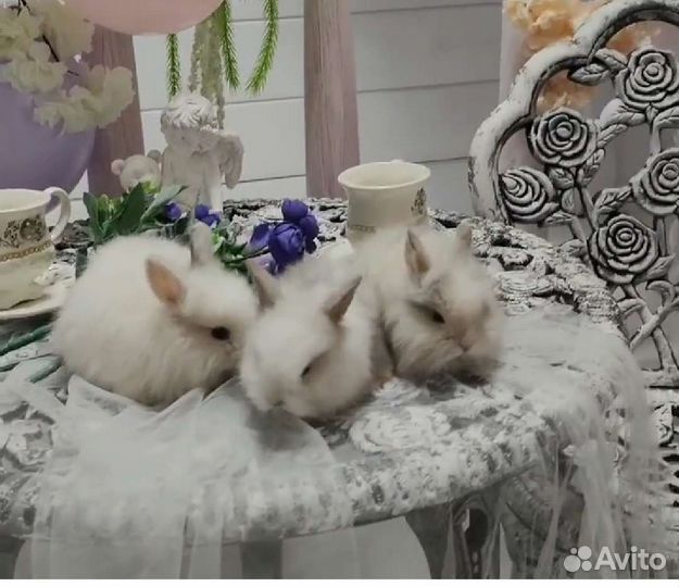 Декоративные крольчата