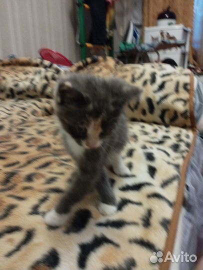 Игривый котёнок, девочка