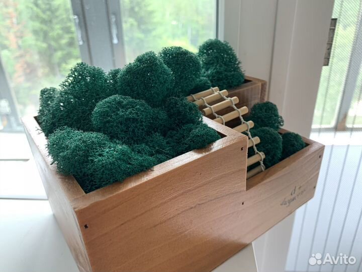 Стабилизированный мох в кашпо