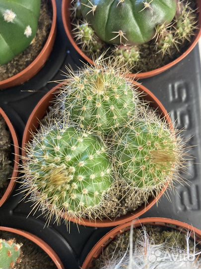 Комнатные цветы кактус эчеверия