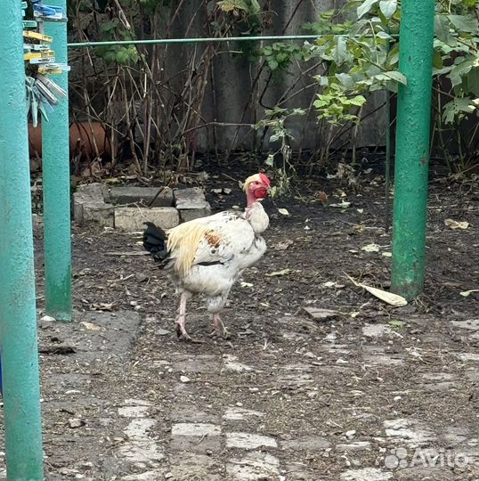 Молодые петушки