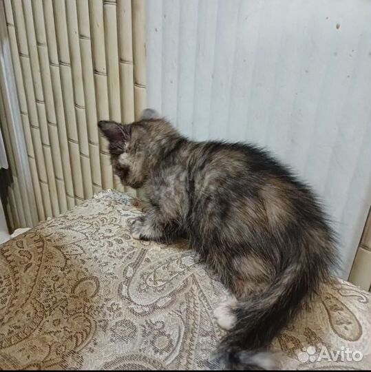 Бенгальские котята помесь