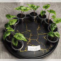 Алоказия Жаклин (Alocasia Jacklynn)