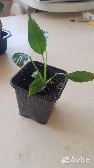 Спатифиллум (женское счастье)