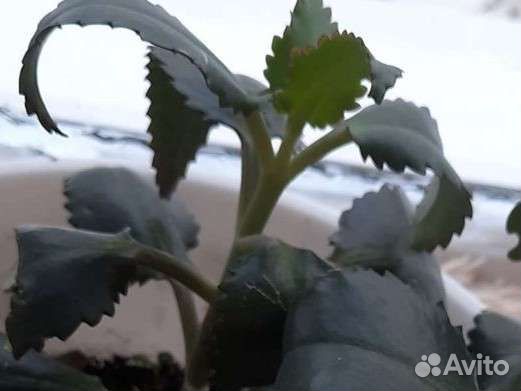 Каланхоэ лечебное