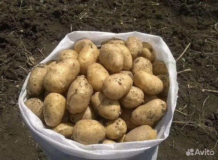 Картофель крупный