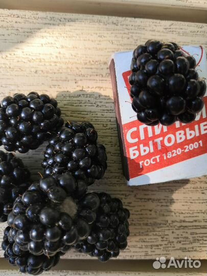 Саженцы ежевики