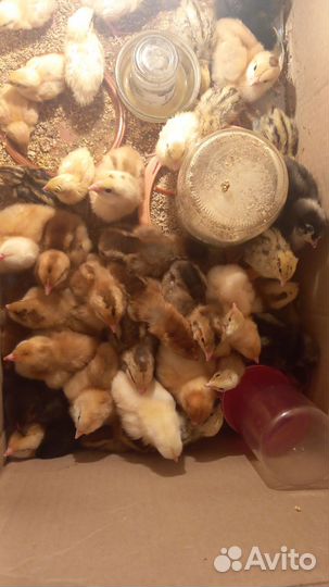 Перепелята