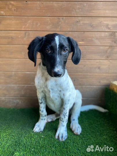 Щенок Гоголь