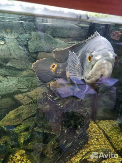 Рыба астронотус