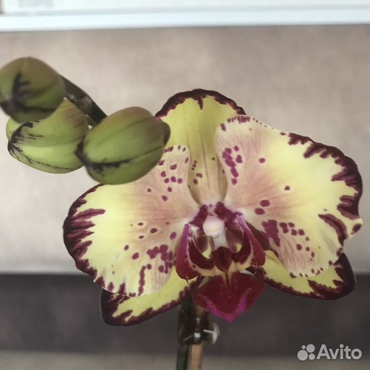 Орхидея фаленопсис