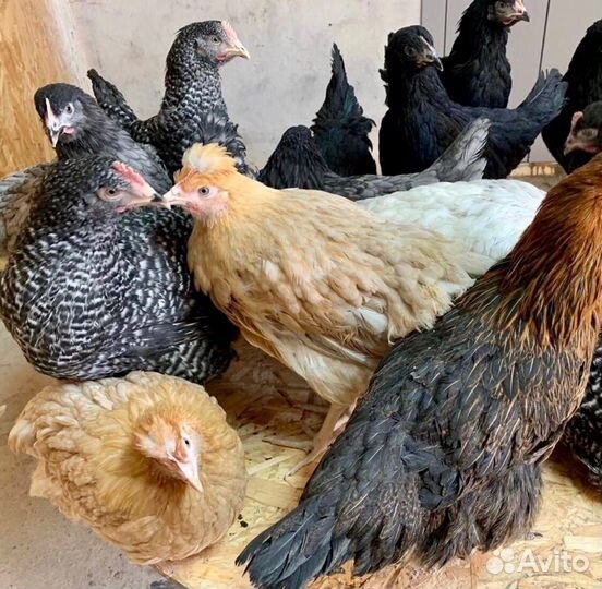 Самые яйценосные куры молодки несушки