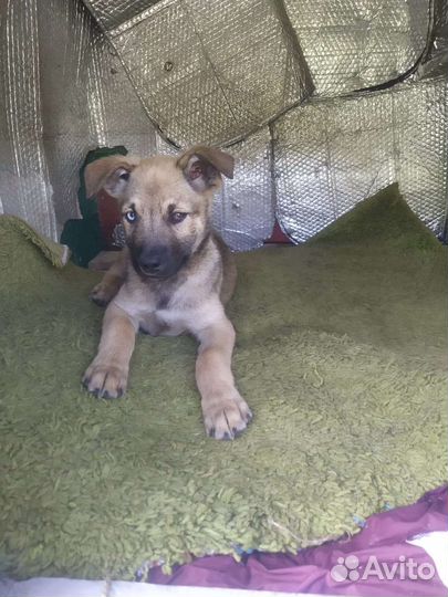 Щенок, мальчик