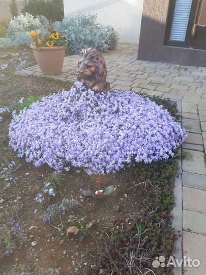 Флокс шиловидный, очитки