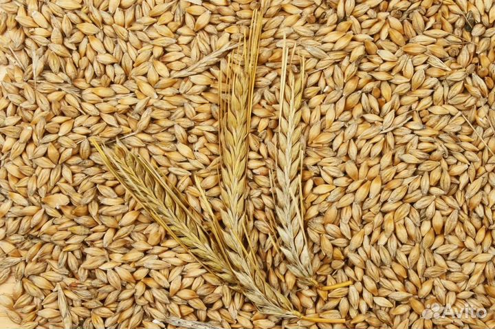 Ячмень, зерно, урожай 2024, высокое качество