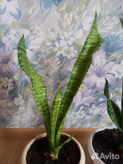 Сансевиерия