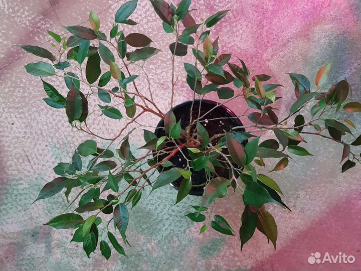 Фикус бенджамина