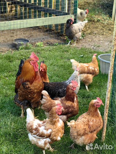Петух и 5 кур (несушки)