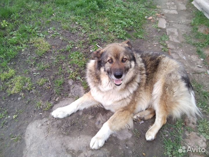 Мальчик в добрые руки