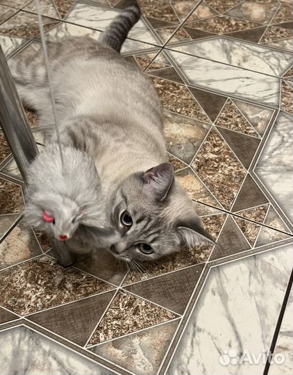 Кошка в дар бесплатно