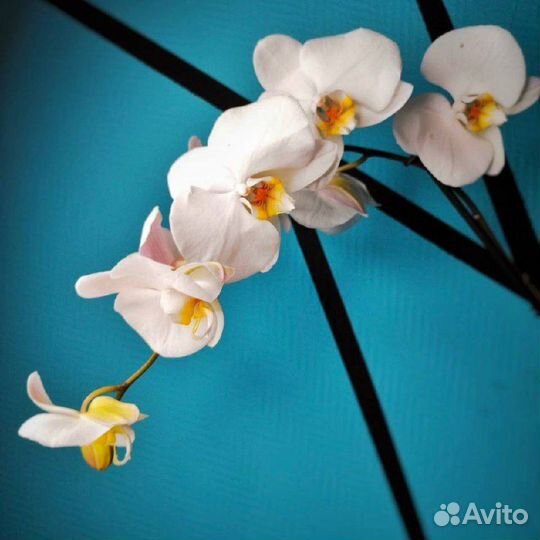 Орхидея