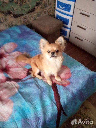 Чихуахуа мини