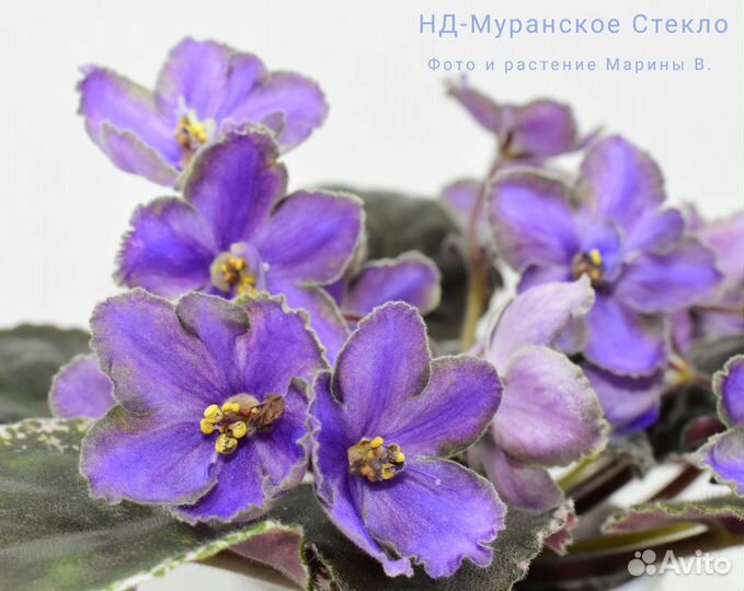 Детки сортовых фиалок