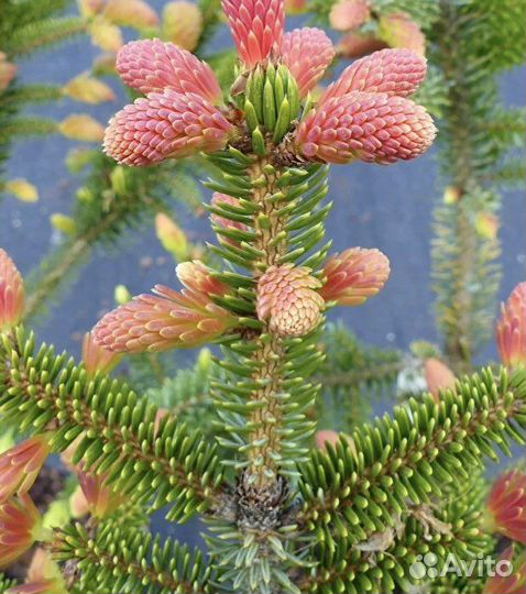 Ель Ротер Аустриб