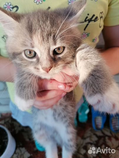 Котёнок в добрые руки