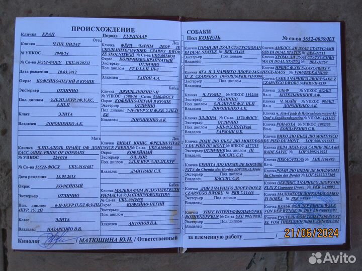 Щенки курцхаара от высокопородных производителей