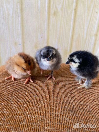 Цыплята суточные домашние