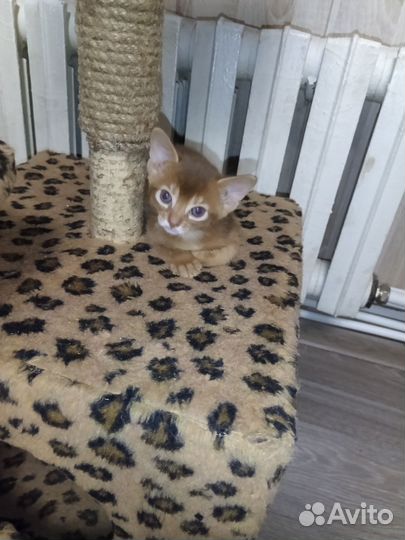 Абиссинская